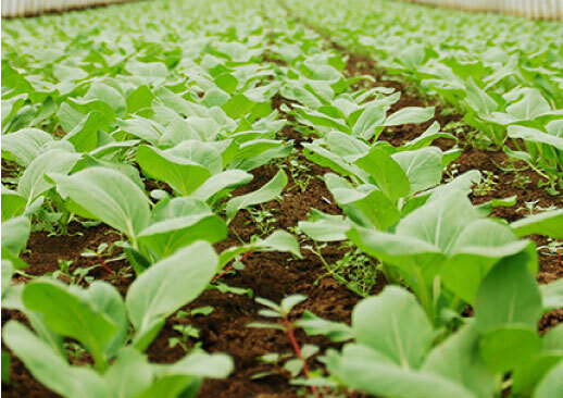 笠間｜農業｜門前ハウス