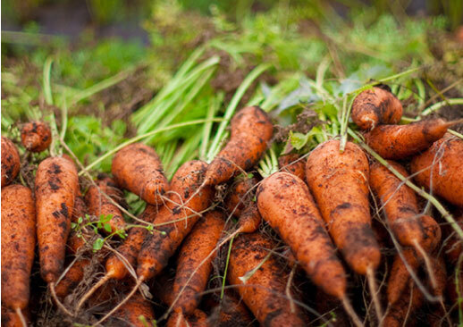 笠間｜農業｜門前ハウス
